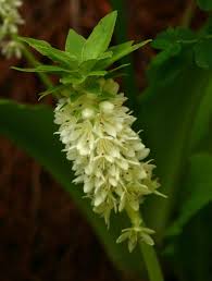 Image result for Eucomis autumnalis