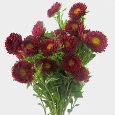 Image result for Aster