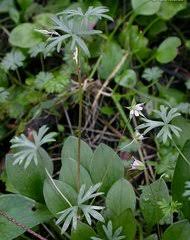 Image result for Geranium mlanjense