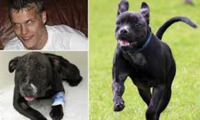 Shop online securely with confidence today. Sadistic Thug 19 Beat His Terrified Dogs Every Day Until One Of Them Suffered Broken Ribs And Lost An Eye Daily Mail Online