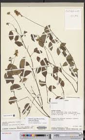 Image result for Eriosema parviflorum