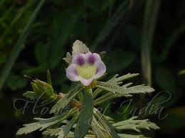 Image result for Limnophila indica