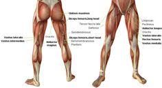 Sartorius, and the four quadriceps muscles; Imagini Pentru Leg Muscles Anatomy