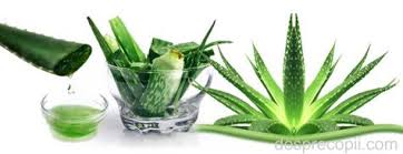 Una vez escogido el tipo de planta que queremos cultivar, no se deben perder de vista. Tot Ce Poate Face Aloe Vera Pentru Tenul Tau Desprecopii Com