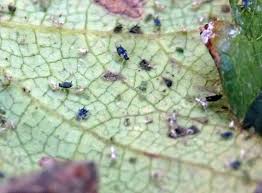 アブラムシ類 農業害虫や病害の防除 農薬情報 病害虫 雑草の情報基地 全国農村教育協会