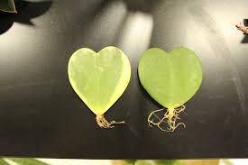 Jeden tag werden tausende neue, hochwertige bilder hinzugefügt. Why Is My Hoya Not Growing The Houseplant Guru