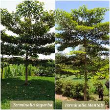 Image result for Terminalia superba