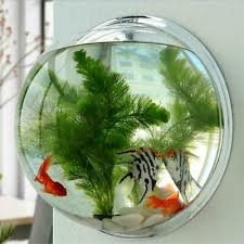 Maybe you would like to learn more about one of these? Goldfish Hanger Plant Fish Tank Wall Mount Hanging Fish Bowl Aquarium Tank Ebay