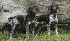 The complete guide to german shorthaired pointers: German Shorthaired Pointer Dog Breed Information