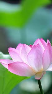 Pink Blossom Lotus Macro Iphone 5s Wallpaper Download Iphone Wallpapers Ipad Wallpapers One St Lotus Flower Wallpaper Pink Flowers Wallpaper Lotus Wallpaper