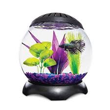 Imagitarium 1 3 Gallon Lotus Tank Petco Aquarium Decorations Petco Pet Fish