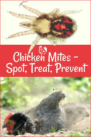 chicken mites how to spot treat and prevent