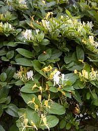 If the planting area is properly prepared and mulched, your honeysuckle plants will be satisfied with a light. Lonicera Japonica Wikipedia