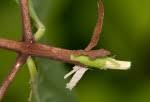 Image result for Hippocratea volkensii