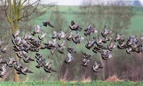A G Chasse A La Palombe Le Journal Du Gers