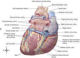 This process is called atherosclerosis. Functional Anatomy Of The Cardiovascular System Clinical Gate