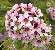 Pin By R K On Tattoos Wax Flowers Flower Seeds Australian Flowers