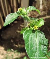 Image result for Synedrella nodiflora