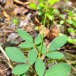 Image result for Grona adscendens