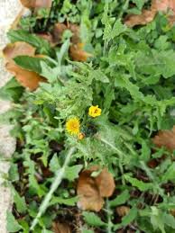 Image result for Sonchus asper
