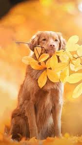 Gambar 10 anjing peliharaan berwarna putih populer kembang. 26 Ide Animal Hewan Baby Otters Berang Berang