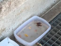 Gatos comen cucarachas, camilo cazador. Una Plaga De Cucarachas Toma El Vial Norte Cada Noche Radio Cordoba Cadena Ser
