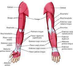 The ankle is the part of the lower limb encompassing the distal portion of the leg and proximal portions of the foot. Arm Taber S Medical Dictionary