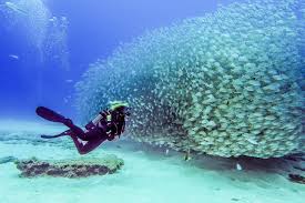 Subscribe to the olympics & hit the bell! Scuba Diving In Gran Canaria The Venice Of The Canaries Scuba Diving Website For Women