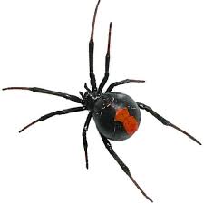 I'm looking for the best chemicals to use to kill these things and avoid any future infestation. Spider Control Centurion Pest Control