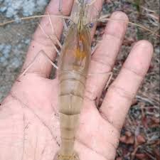 Udang besar dan panjang, hidup di sungai dan rawa, terutama di daerah yg masih dipengaruhi pasang surut; Udang Galah Remaja Shopee Indonesia