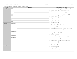 The cell cycle and cancer worksheet 1. Cell Cycle Stages Worksheet