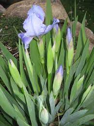 Annual Perennial Definition Perennial A Plant That Grows Back It Takes More Than Two Years To Complete Its Cycle Example Ros Perennials Plants Growing