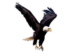 Eagle Png Image Free Picture Download Eagle Images Eagle Wallpaper Eagle Painting