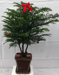 The norfolk island pine is a type of coniferous tree that's native to norfolk island, which is located between australia and new zealand in the pacific ocean. Norfolk Island Pine Bonsai Treewith Holiday Decorations Araucaria Heterophila