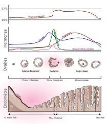 Car généralement on dit que la période de fertilité c'est 2 jours. Calculer Sa Date D Ovulation Facilement Methode Cycle