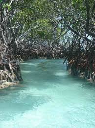 Bioluminescent Beach Puerto Rico Fajardo Kayak Through La Parguera Mangroves At Night To See The Bioluminescent Bay Fajardo Puerto Rico Bioluminescent Bay Places To Go Places To Travel