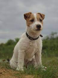 He has an undercoat and an overcoat. Long Haired Jack Russell Terrier Hypoallergenic Dog Breed Cute Dogs Breeds Dog Breeds