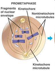 Pin On Genetics