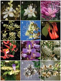 Image result for Microcharis latifolia