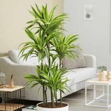 Maybe you would like to learn more about one of these? Jenis Tanaman Hias Di Dalam Rumah Ini Dijamin Bikin Ruanganmu Instagramable