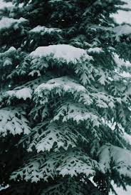 фотографии снега и льда в природе на улицах города 