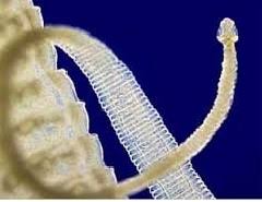 Vom Parasiten Centrum Peloha