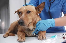 The Role of Preventive Care in Ensuring a Healthy Pet | Cherry Creek Veterinary  Hospital