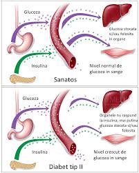 Hipofiza, tiroida, pancreasul, iar altele sunt pereche: Pancreasul Anatomie Si Fiziologie