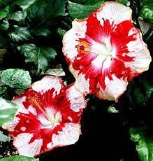 Hibiscus Flower Benefits In Telugu Hibiscus Hibisco Hibiscus Flores