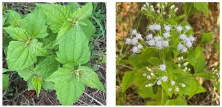 Image result for Chromolaena odorata