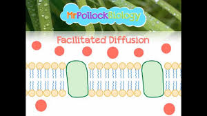 Diffusion Facilitated Diffusion Active Transport Movement Across The Cell Membrane Youtube
