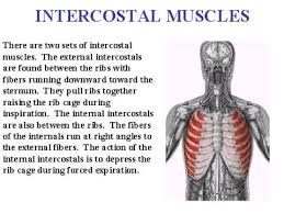 The rib cage has three important purposes : Intercostal Muscles Muscle And Nerve Yoga Anatomy Muscle