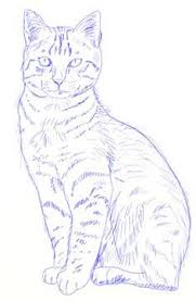 How To Draw Realistic Cats Step 6 Realistic Cat Drawing Realistic Drawings Animal Drawings