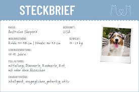Australian shepherd black tri weibchen. Australian Shepherd Steckbrief Charakter Wesen Haltung